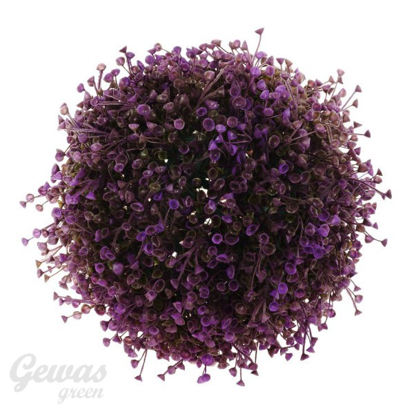 Dekoratyvinė gėlė burbulas, violetinė